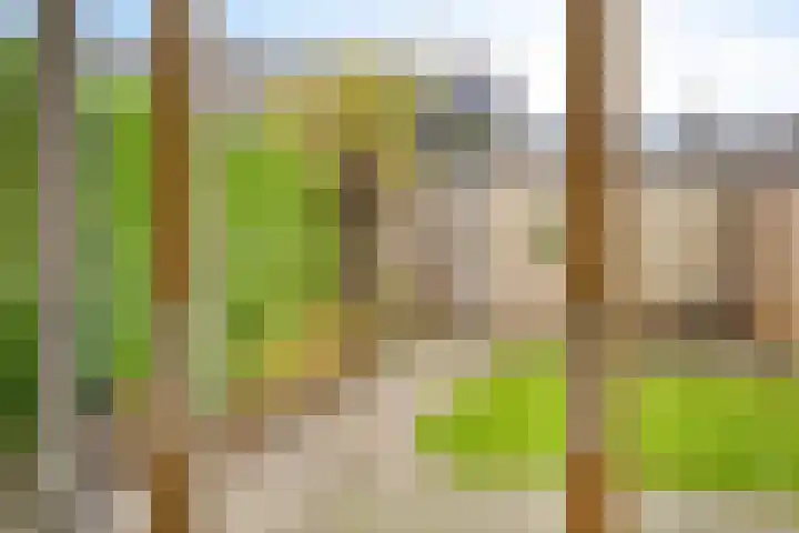 Adelaarsvaren 69 Bergschenhoek thumbnail 10