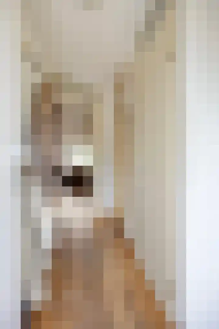 Adelaarsvaren 69 Bergschenhoek thumbnail 5