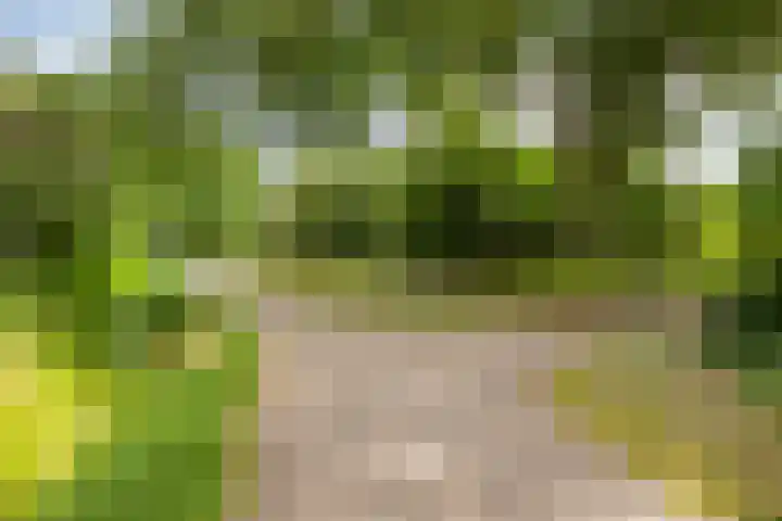 Adelaartlaan 156 Geldrop thumbnail 37