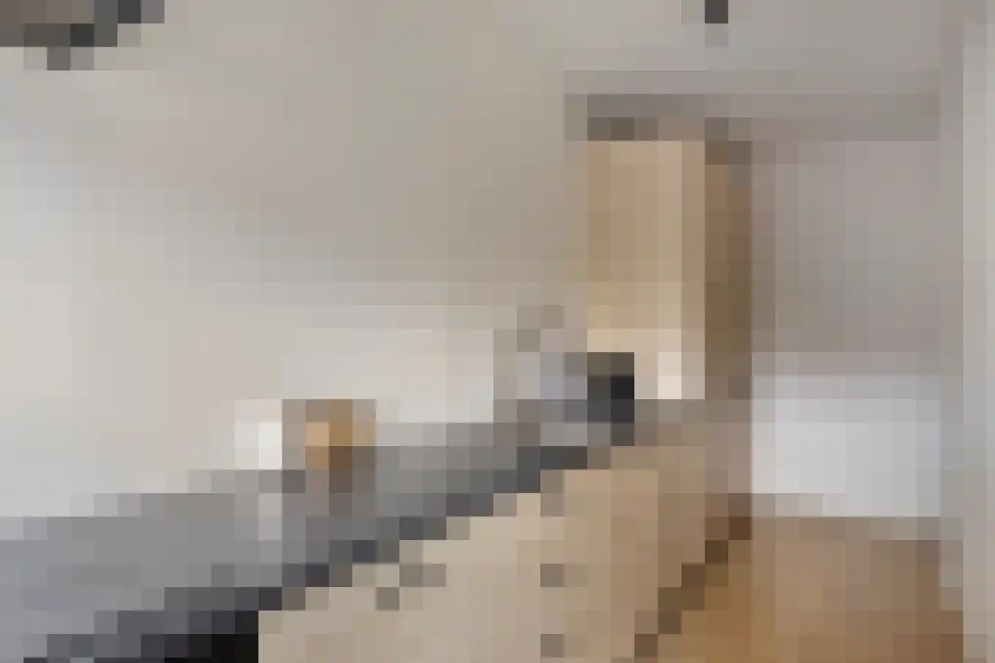 Adelbert van Scharnlaan E 37 Maastricht thumbnail 14
