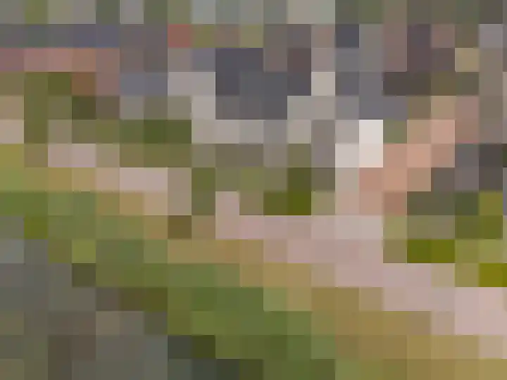 Adjudant 10 Gorinchem thumbnail 4