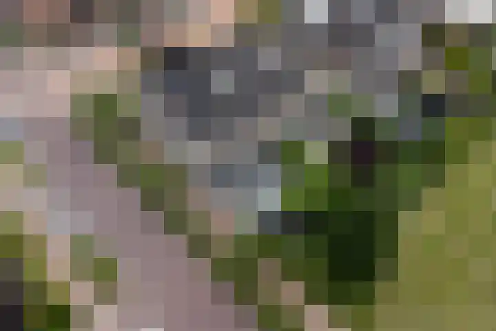 Admiraalsgroet 2 Zuid-Scharwoude thumbnail 55