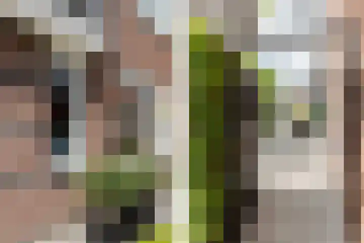 Adriaan Prinslaan 12 Spijkenisse thumbnail 42
