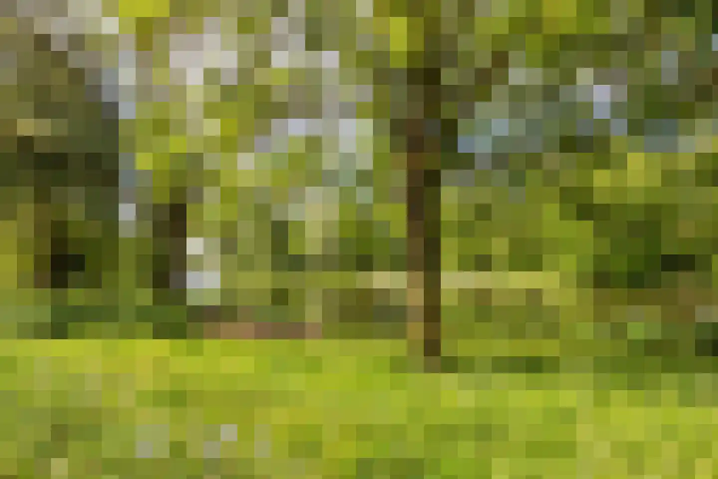 Adriaan van Ostadestraat 177 Groningen thumbnail 5