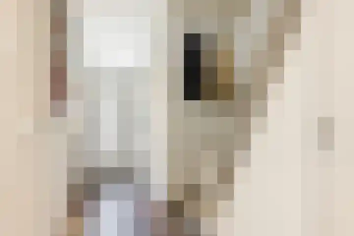 Adriaen Banckertstraat 3 Geldrop thumbnail 13