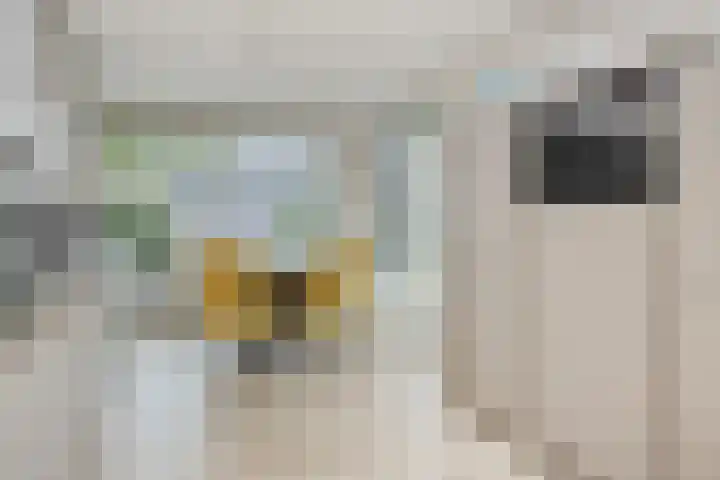 Adriaen van Ostadehof 19 Deurne thumbnail 17