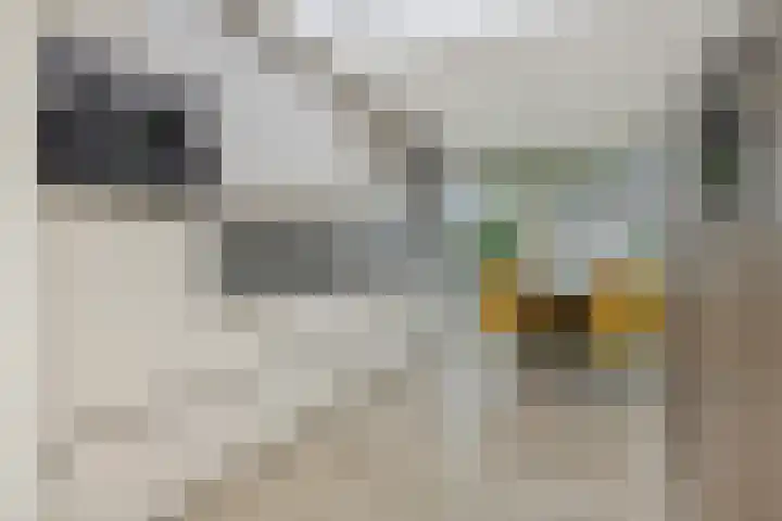 Adriaen van Ostadehof 19 Deurne thumbnail 4