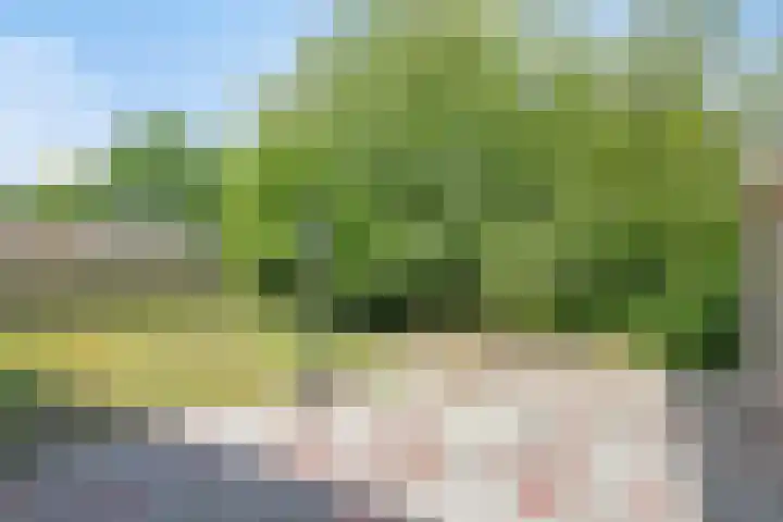 Aenboomsteegde 20 Appelscha thumbnail 22