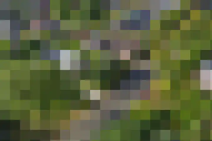 Aengwirderweg 290 Tjalleberd thumbnail 71