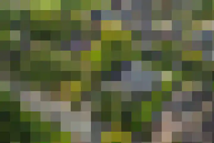 Aengwirderweg 290 Tjalleberd thumbnail 73