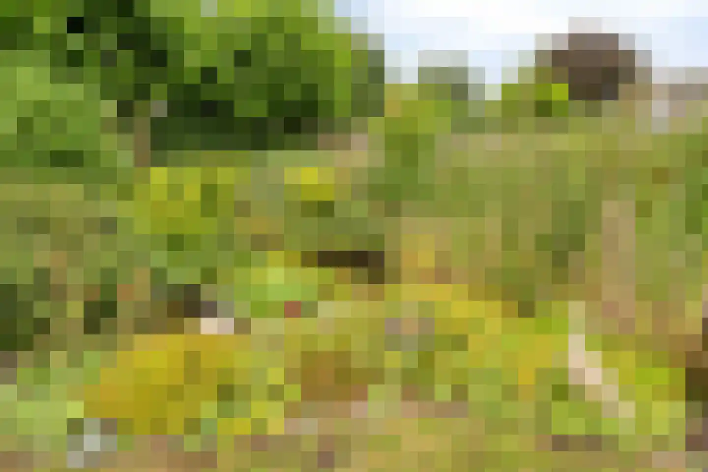 Aerdenburgh 4 Heeswijk-Dinther thumbnail 51