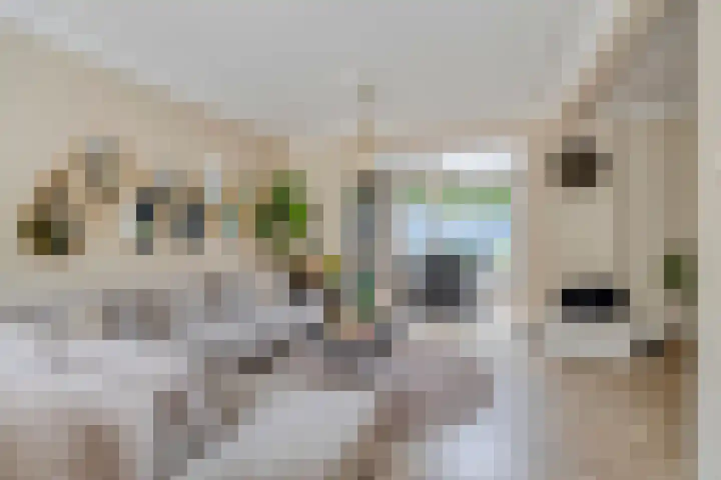 Aert van Nesstraat 11 's-Hertogenbosch thumbnail 6