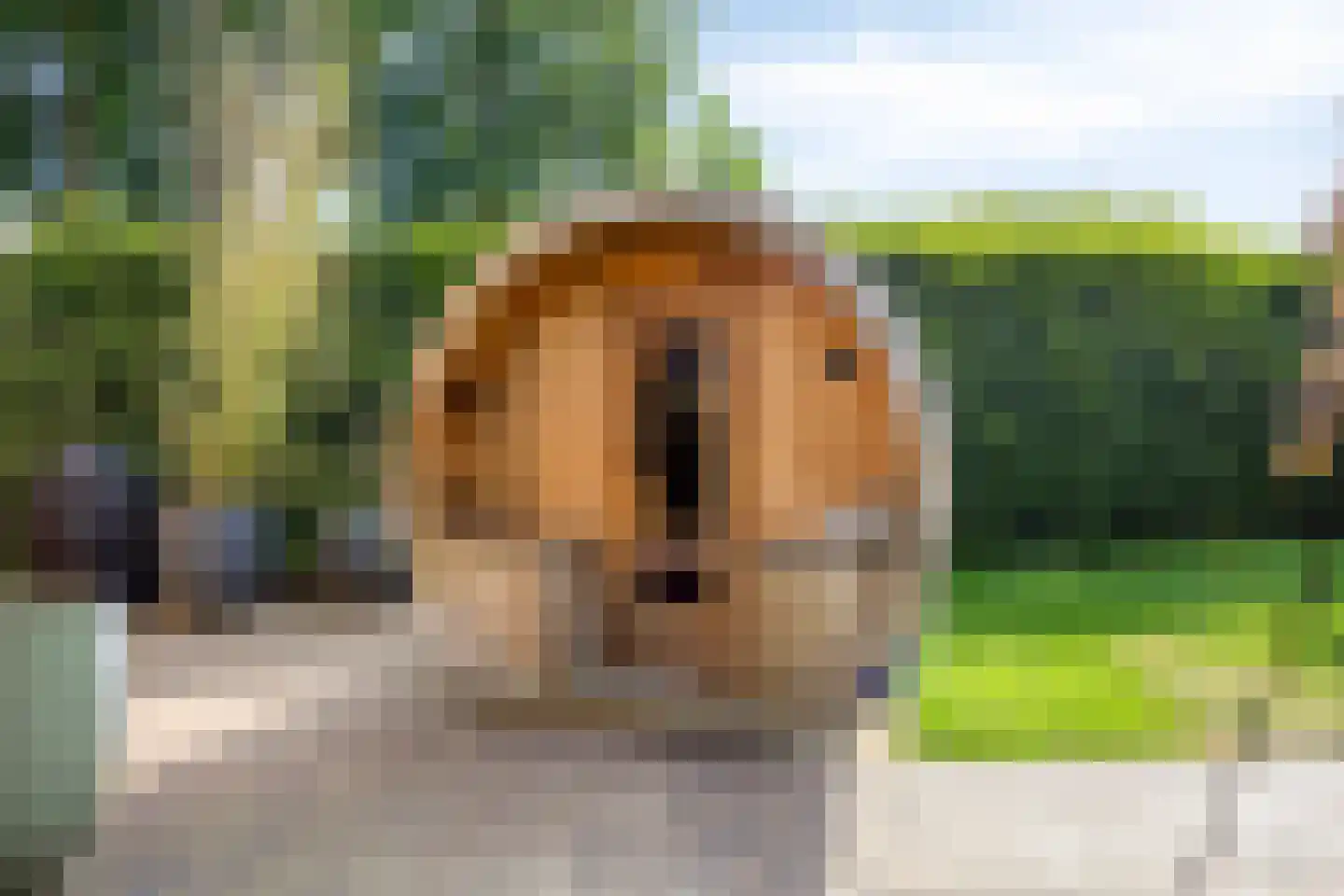 Afferdse Heide 36 Afferden L thumbnail 33