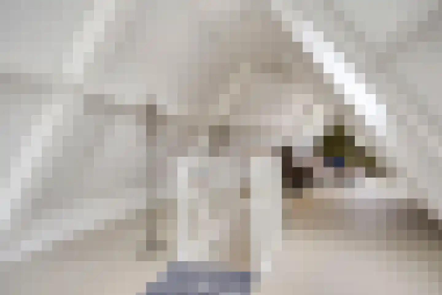 Afferdse Heide 36 Afferden L thumbnail 59