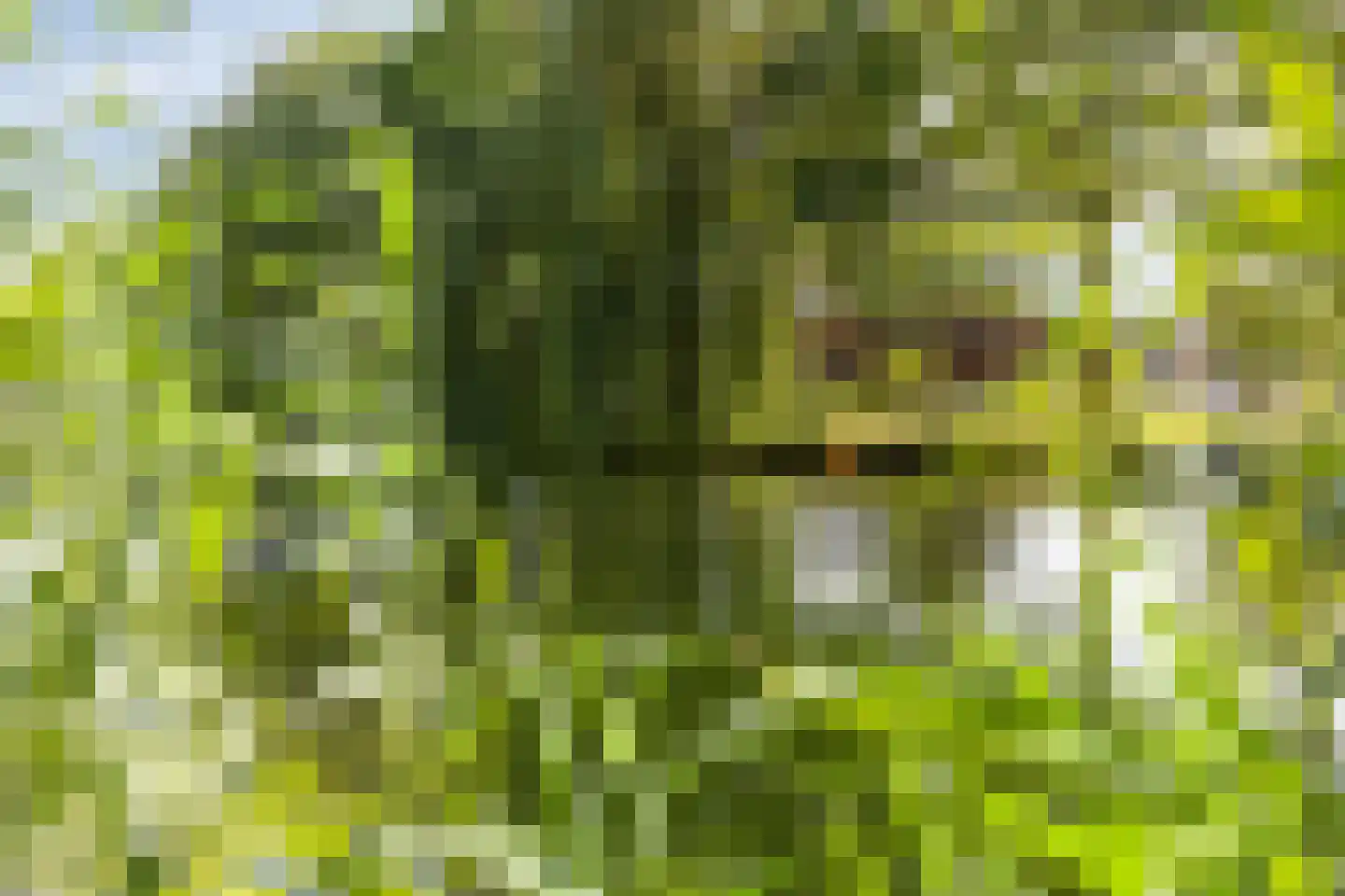 Afferdse Heide 36 Afferden L thumbnail 77