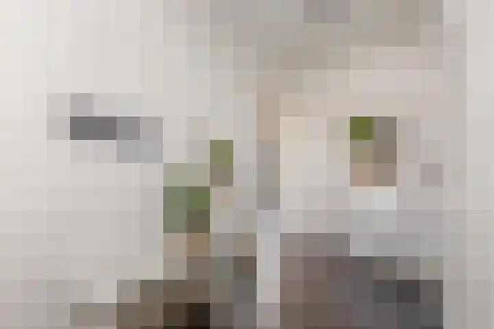 Afrikanerplein 11 1 Amsterdam thumbnail 22