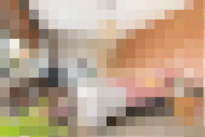 Afrikaring 39 Amersfoort thumbnail 24