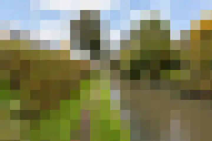 Afrikaring 39 Amersfoort thumbnail 48