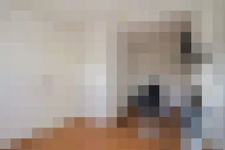 Afrikaring 53 Amersfoort thumbnail 16
