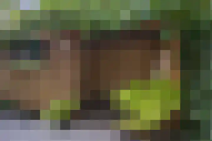 Afrikaring 53 Amersfoort thumbnail 52