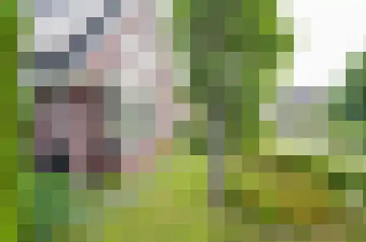 Afzeliahout 10 Assen thumbnail 58
