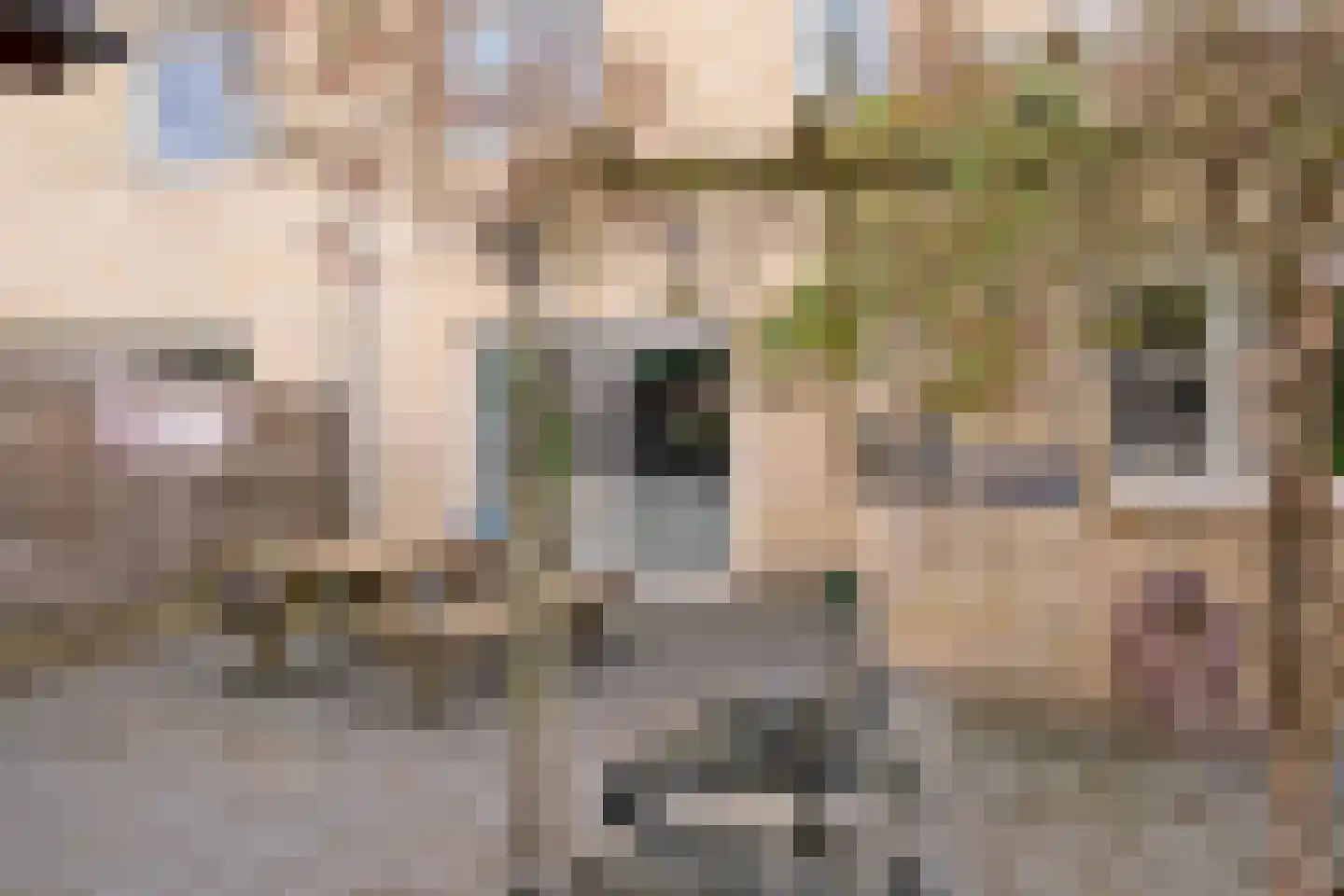 Afzeliahout 4 Assen thumbnail 43