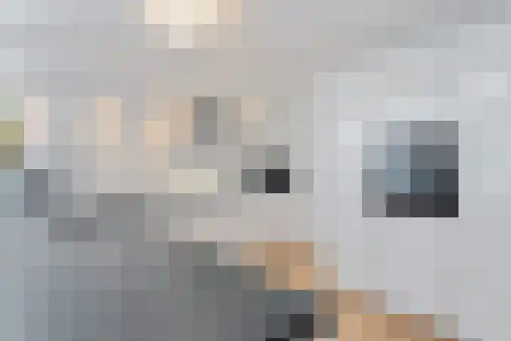 Agaat 40 Zoetermeer thumbnail 28