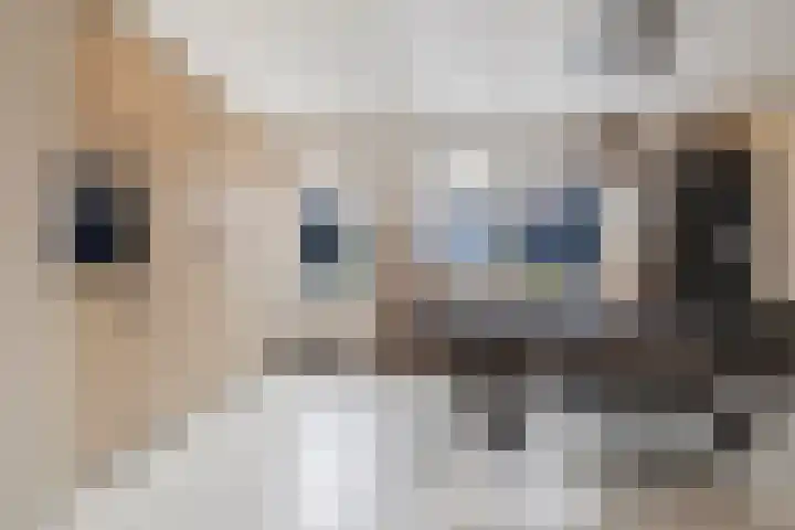 Agaat 6 Venlo thumbnail 16