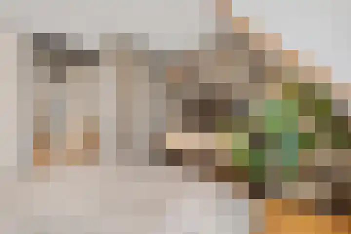 Agaatdreef 33 Emmen thumbnail 21