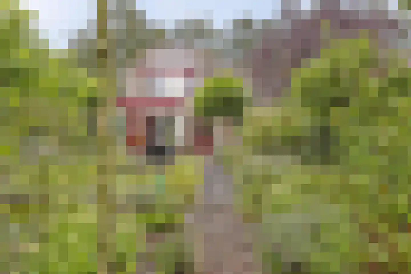 Agaatvlinder 18 Amersfoort thumbnail 41