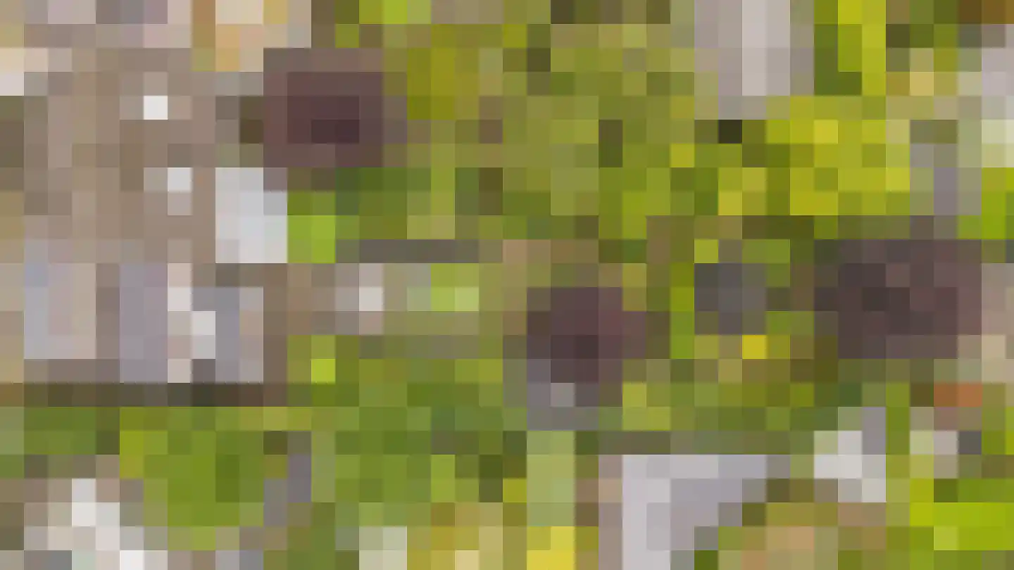 Agaatvlinder 18 Amersfoort thumbnail 43
