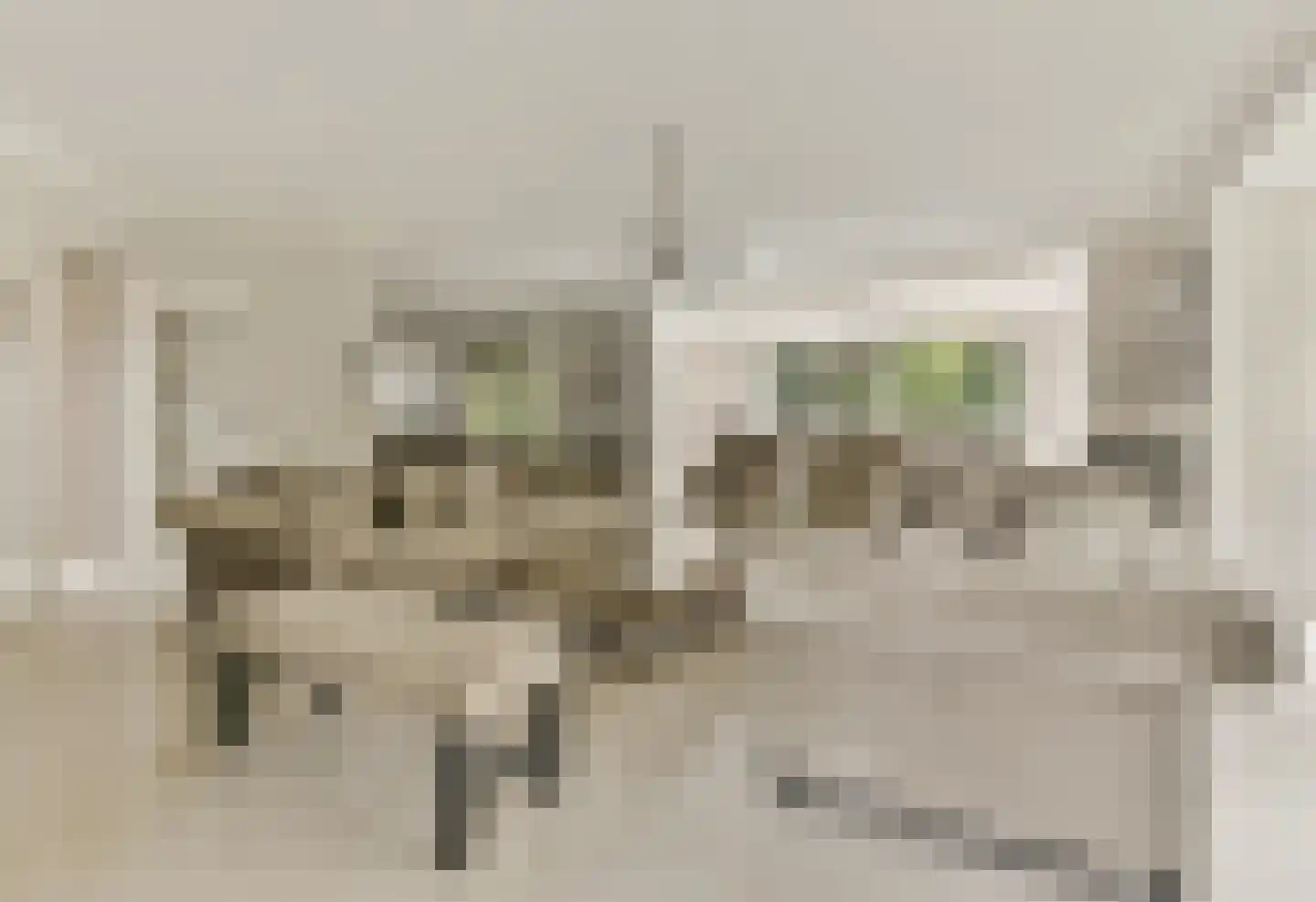 Agaatvlinder 34 Amersfoort thumbnail 10