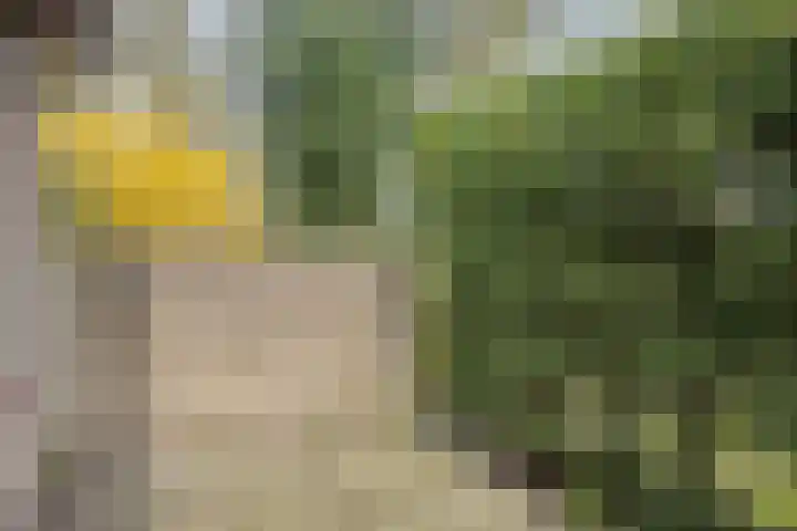 Agathalaan 4 Wouw thumbnail 30