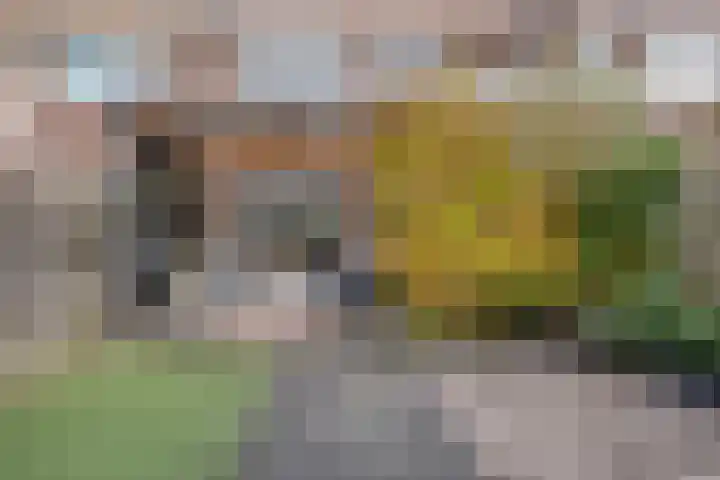 Agavestraat 14 Krommenie thumbnail 28