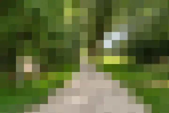 Aggemastate 186 Leeuwarden thumbnail 52