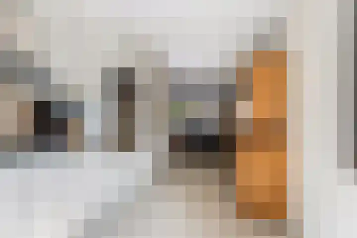 Agnes Bartoutslaan 66 Hendrik-Ido-Ambacht thumbnail 19