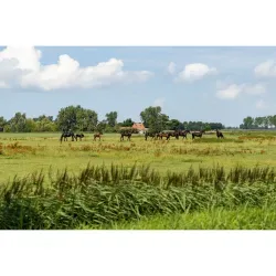 Logo Agricola Makelaardij