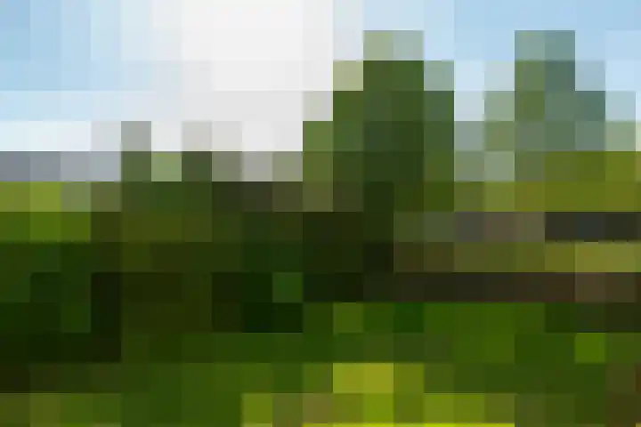 Ahornlaan 48 Rotterdam thumbnail 29