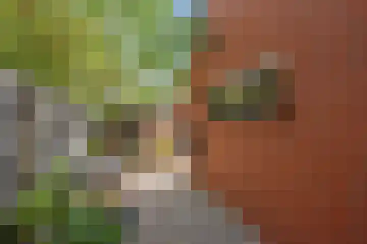 Ahornzoom 2 Zoetermeer thumbnail 8