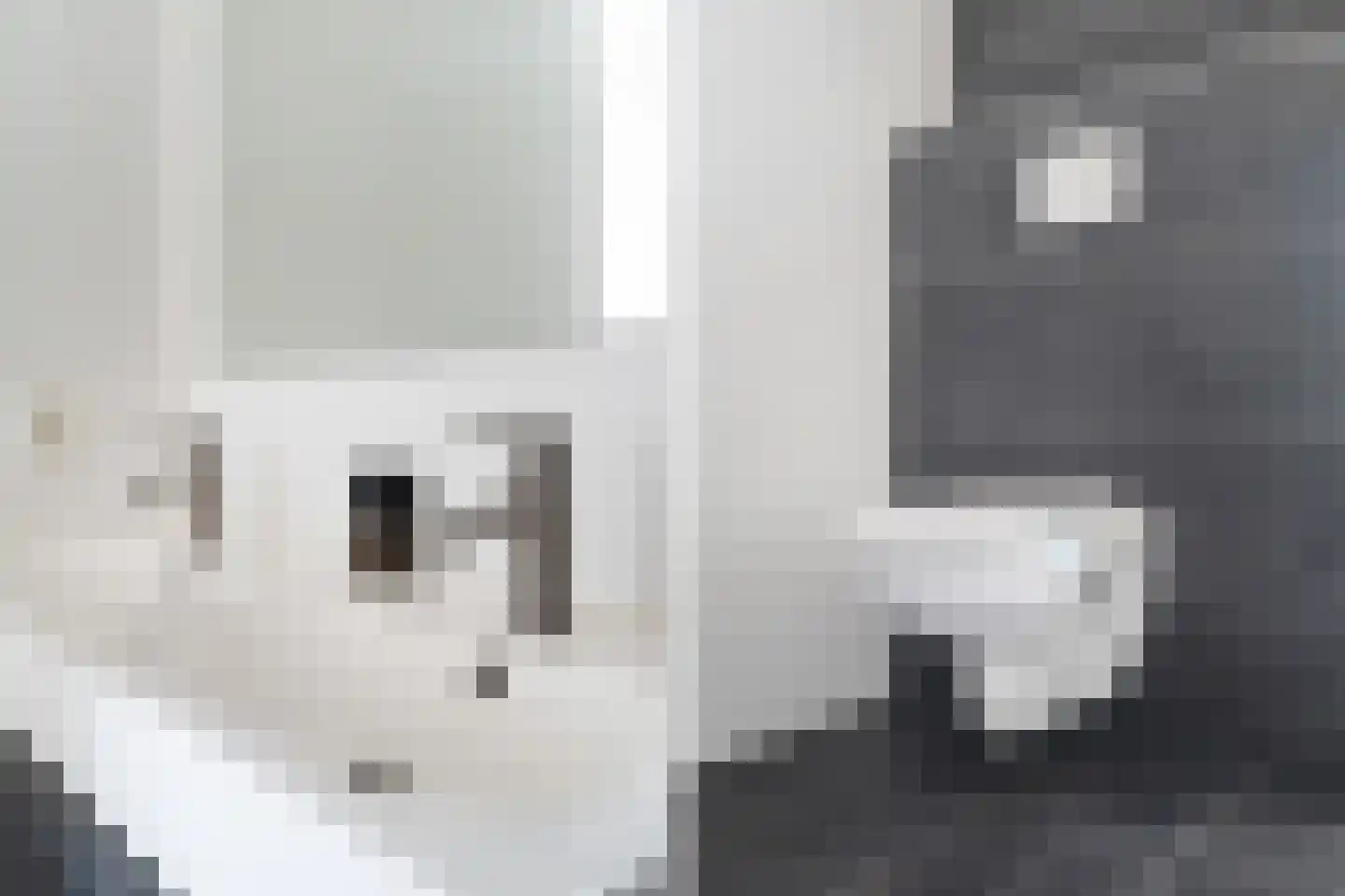 Aïdaschouw 50 Zoetermeer thumbnail 41