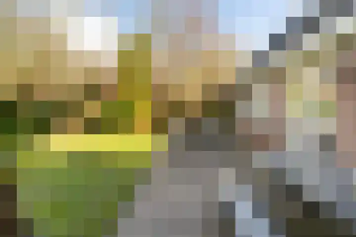 Akasiahôf 24 Stiens thumbnail 38
