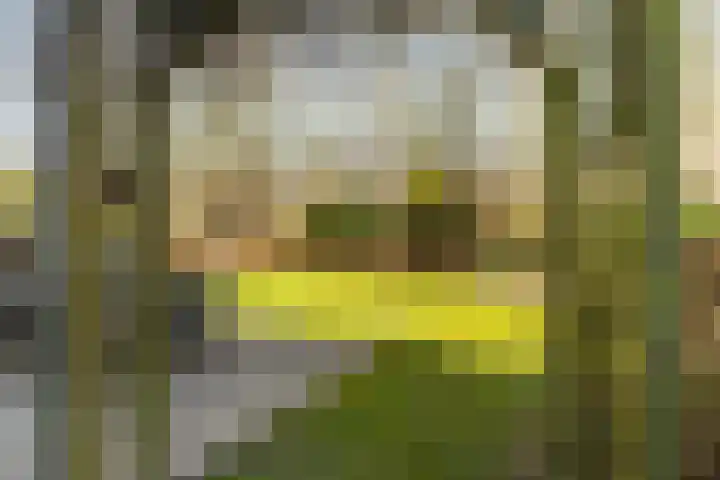 Akasiahôf 24 Stiens thumbnail 39