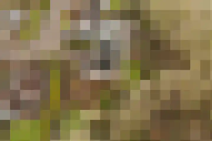 Akasiahôf 24 Stiens thumbnail 52