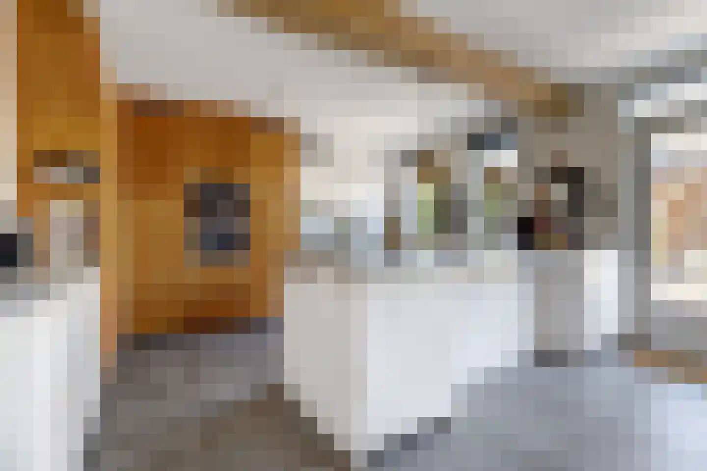 Akelei 12 Tiel thumbnail 4