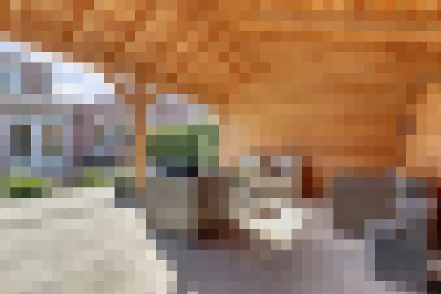 Akelei 12 Tiel thumbnail 48