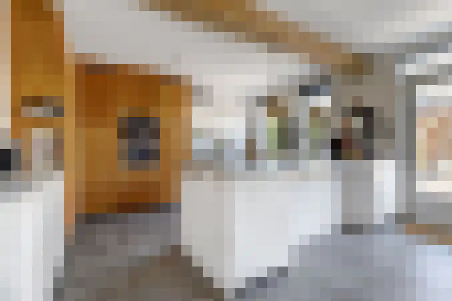 Akelei 12 Tiel thumbnail 9