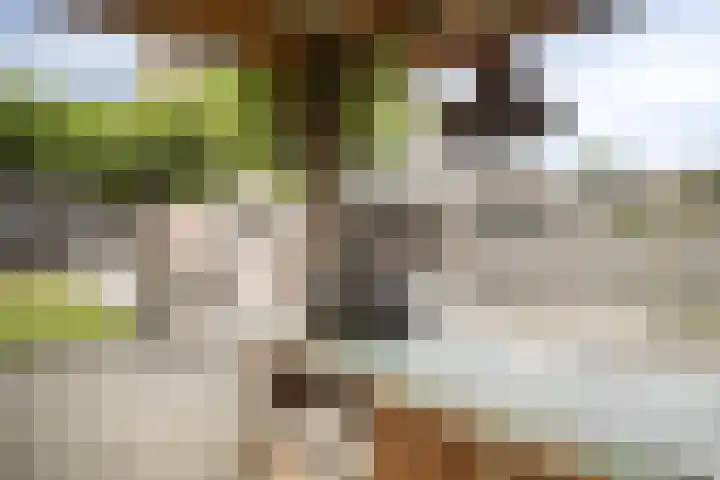 Akelei 17 Kampen thumbnail 39