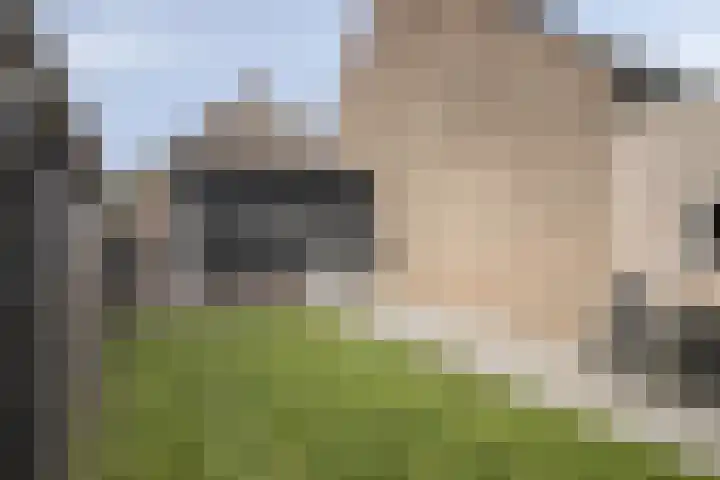 Akelei 17 Kampen thumbnail 43