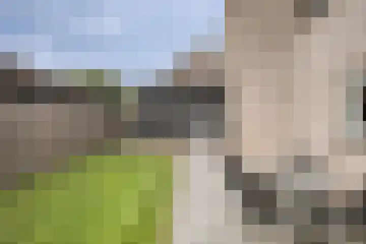 Akelei 17 Kampen thumbnail 44
