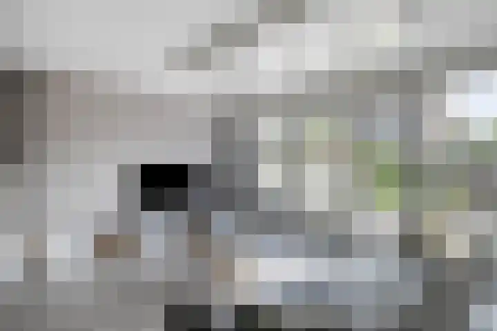 Akelei 17 Kampen thumbnail 6